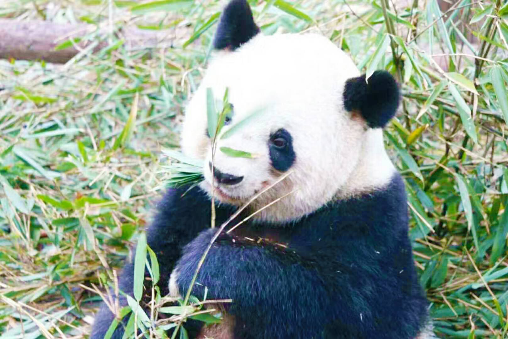 九寨沟+黄龙+熊猫乐园或熊猫基地纯玩三日游，成都出发
