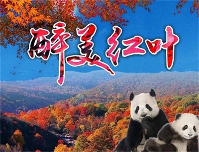 成都、卧龙大熊猫、四姑娘山双桥沟私人定制二日游