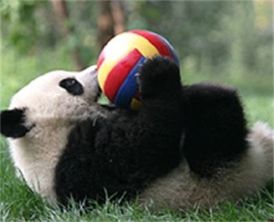 都江堰+熊猫基地+川菜博物馆一日游