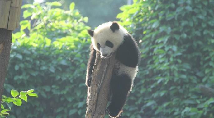 【大美熊猫】“大熊猫铲屎官”夏令营