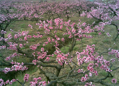 成都第十二届樱花旅游文化节在青白江开幕