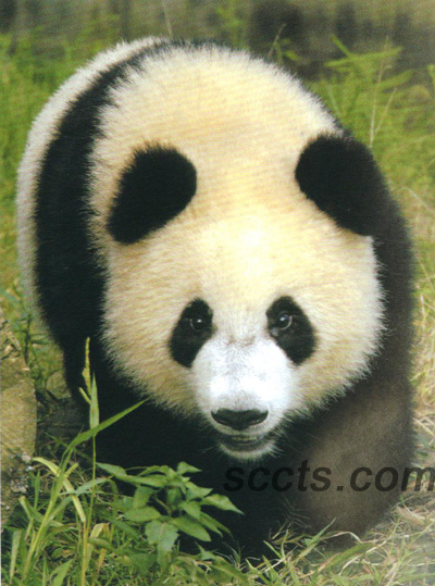 乐至的蜀绣艺术将在国际非遗展上展示自己的魅力。